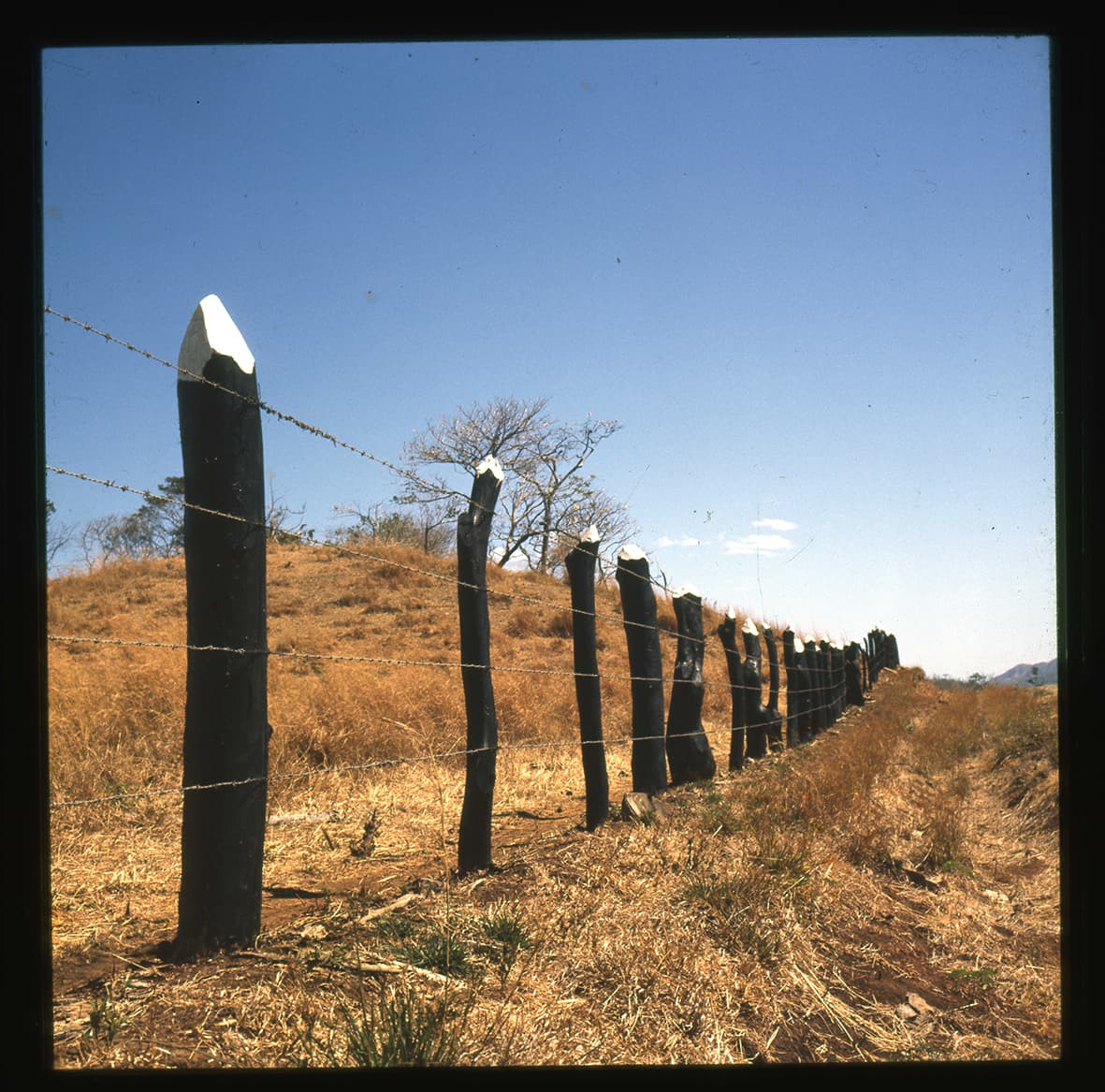Cerco de troncos y alambre, Chile, 1950 - 1965