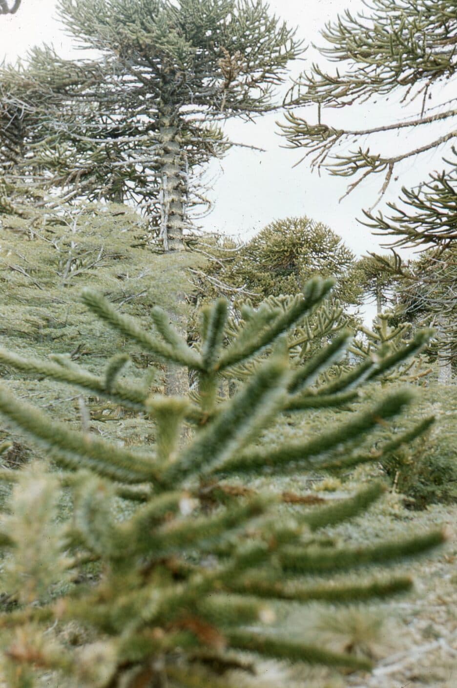 Hojas de Araucaria en 1958
