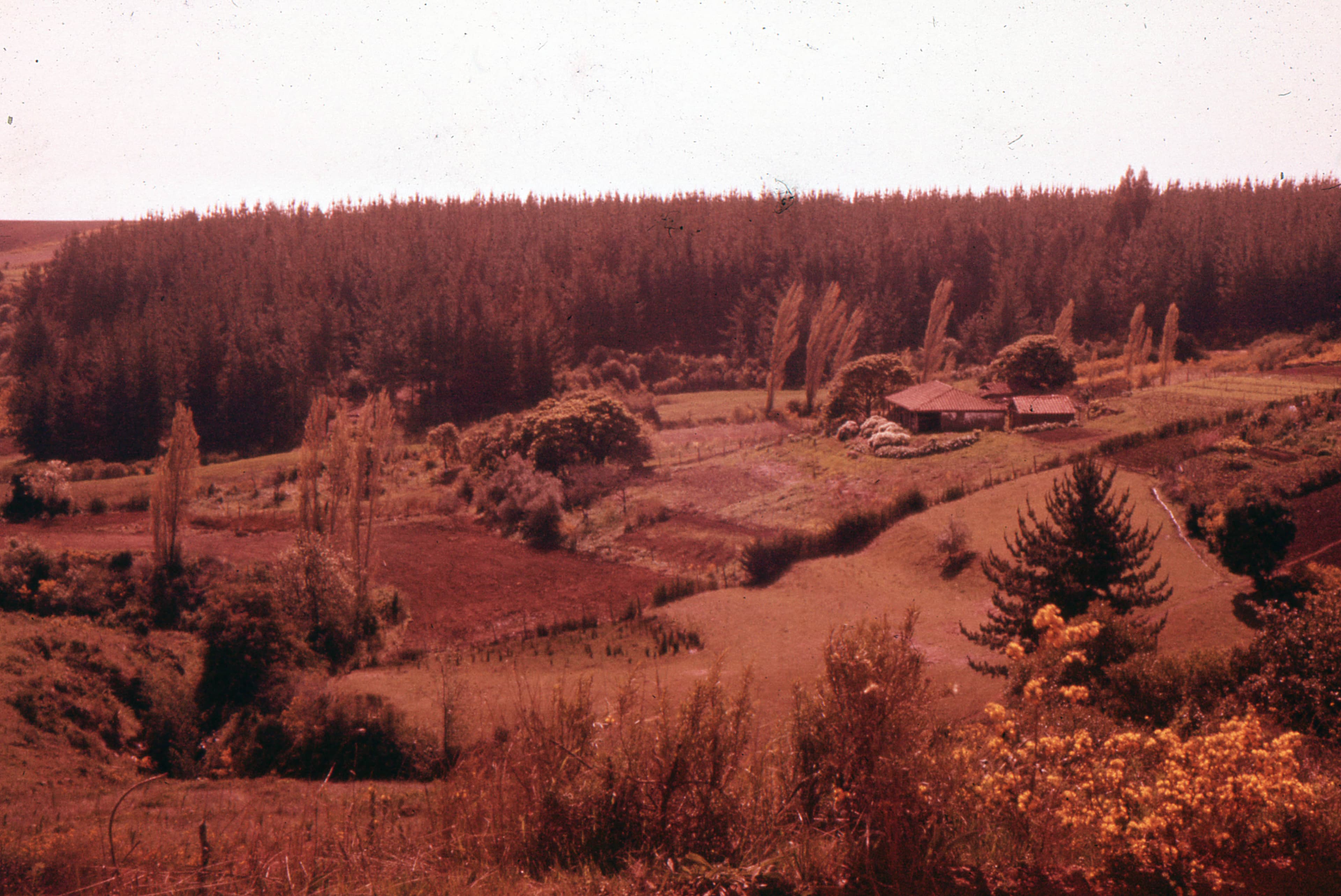 Paisaje Rural y Bosque, ca. 1965.