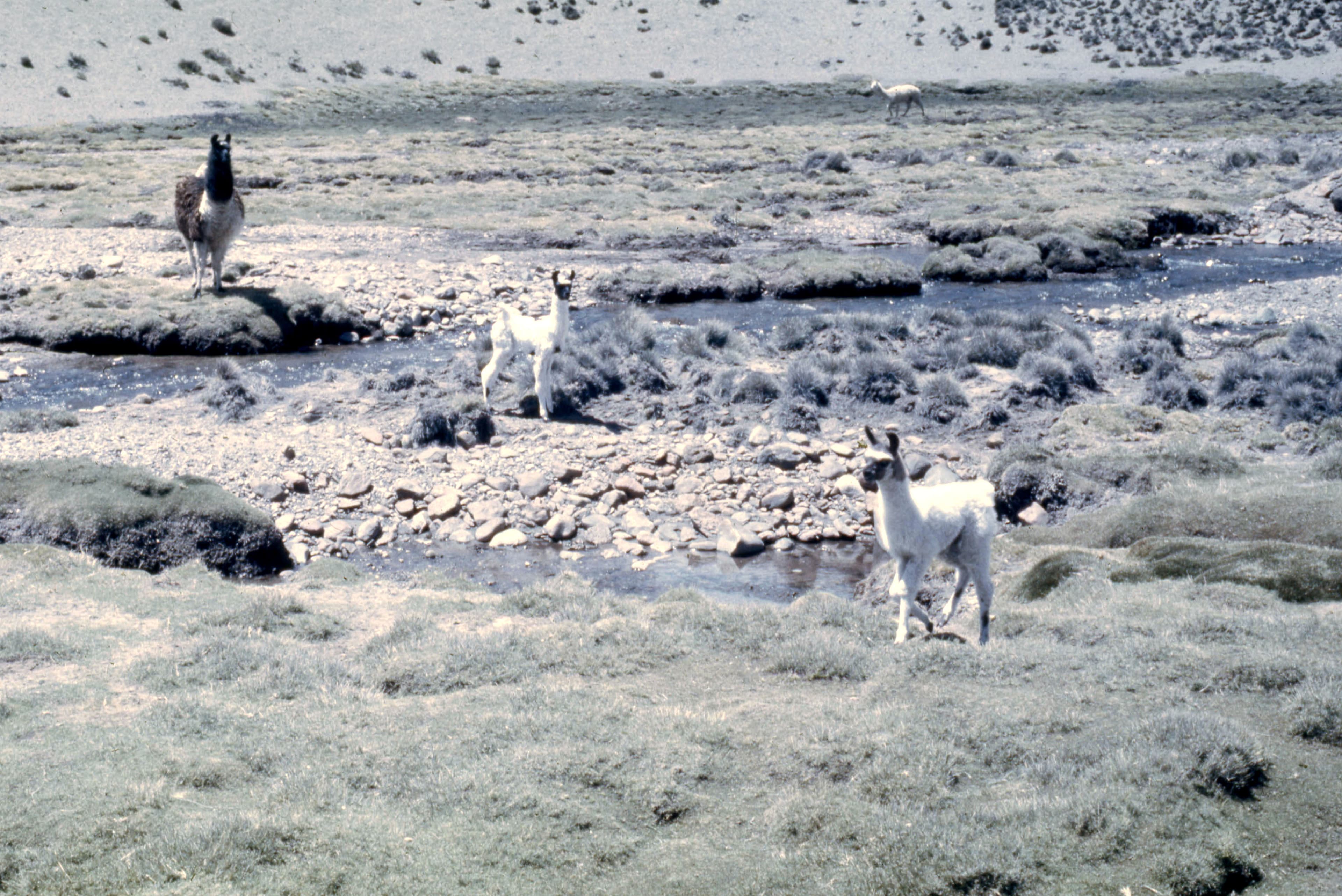 Parque Nacional Lauca, 1968