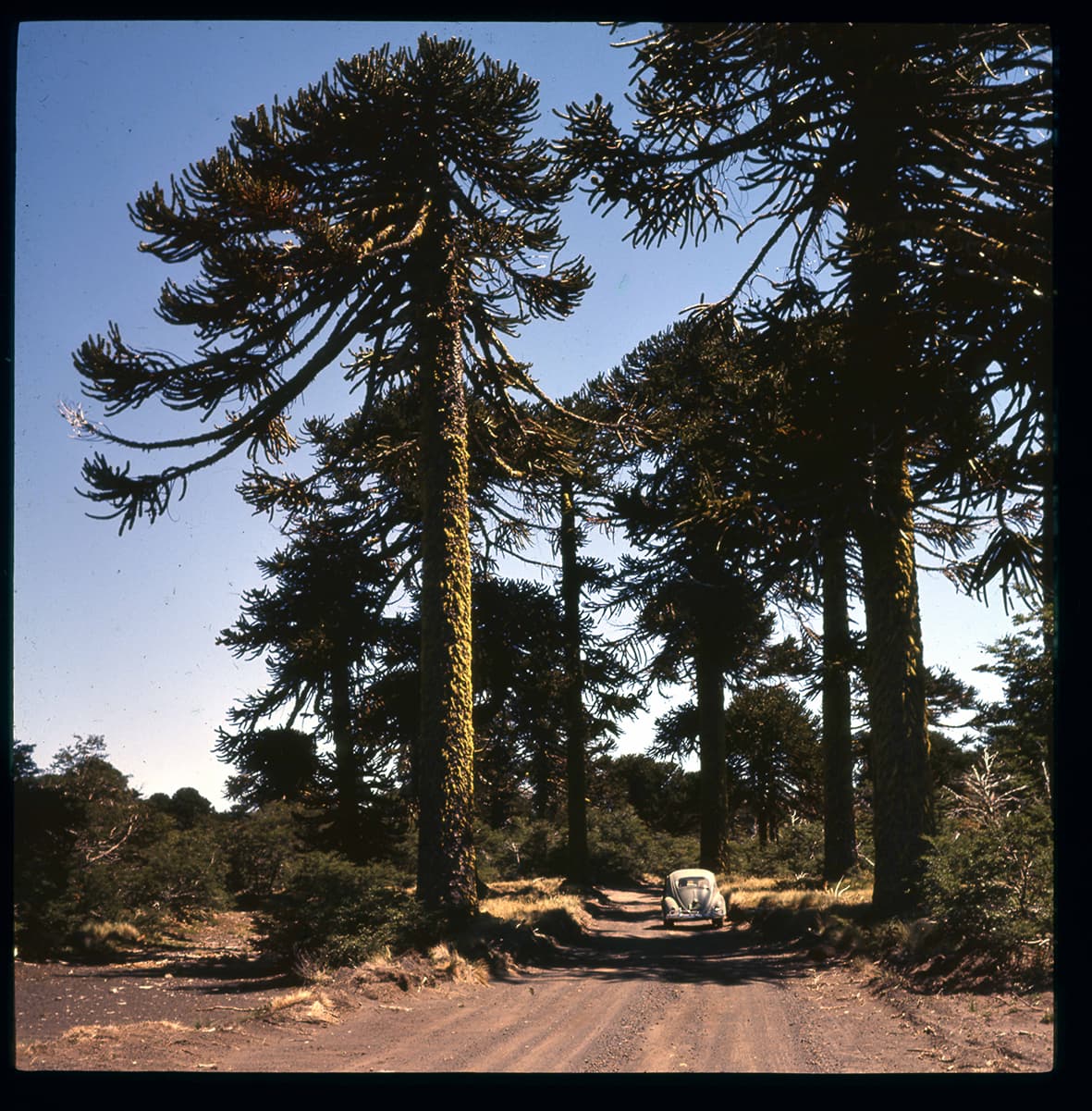 Auto por entre araucarias, Villarrica, Región de la Araucanía, Chile, 1950 - 1965
