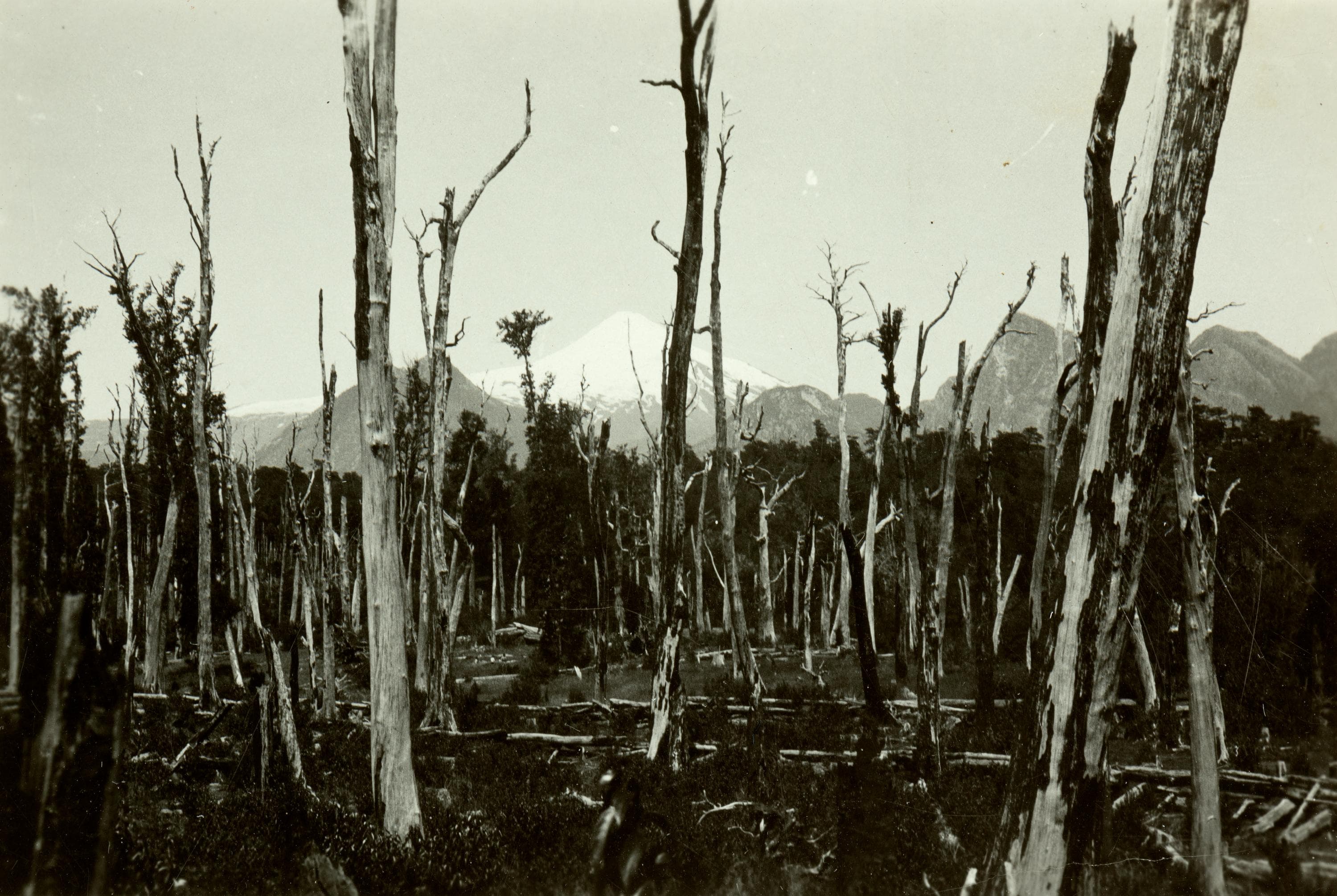 Bosque y Volcán Lanín, 1929
