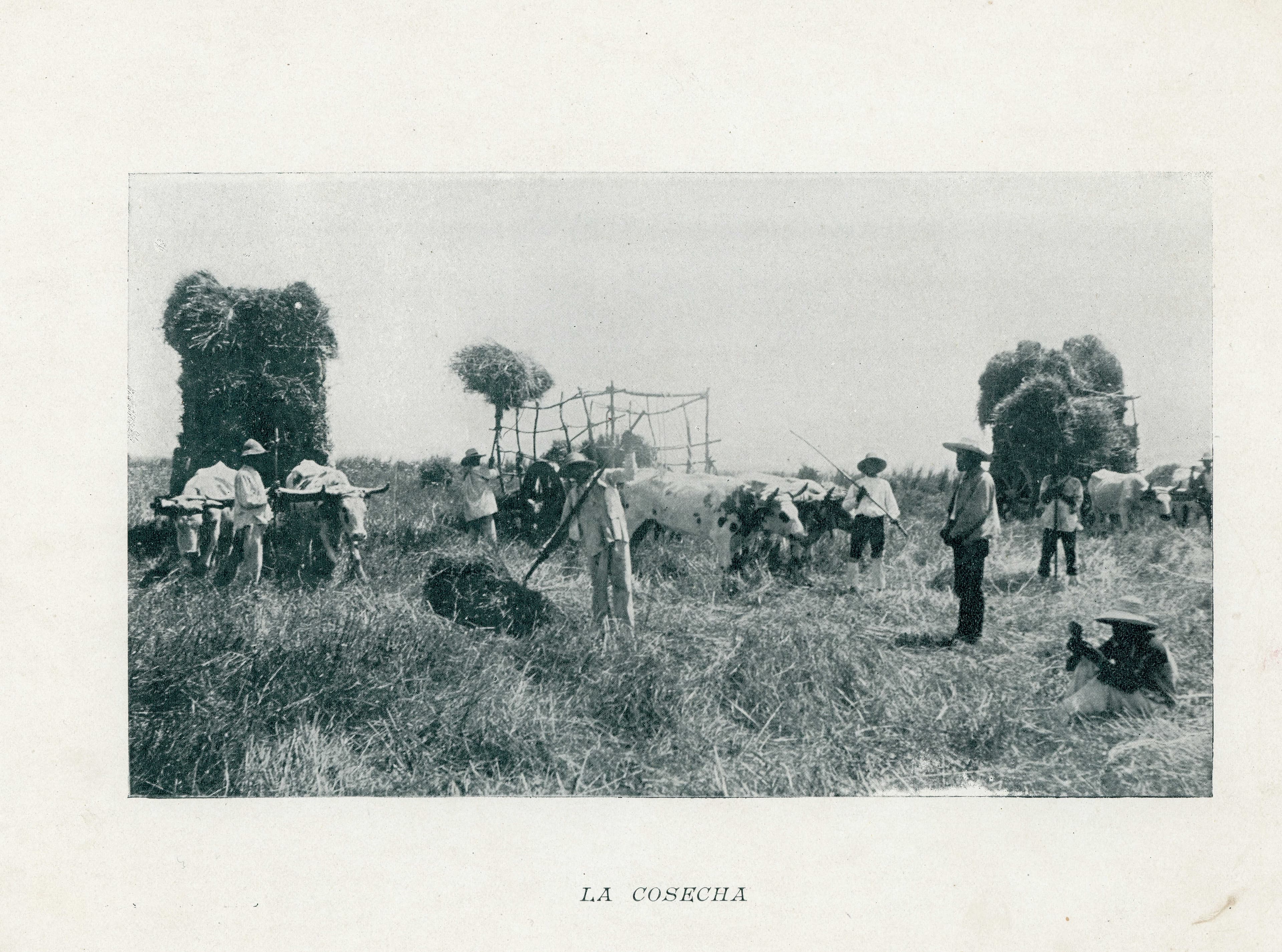 Cosecha en el campo, 1890
