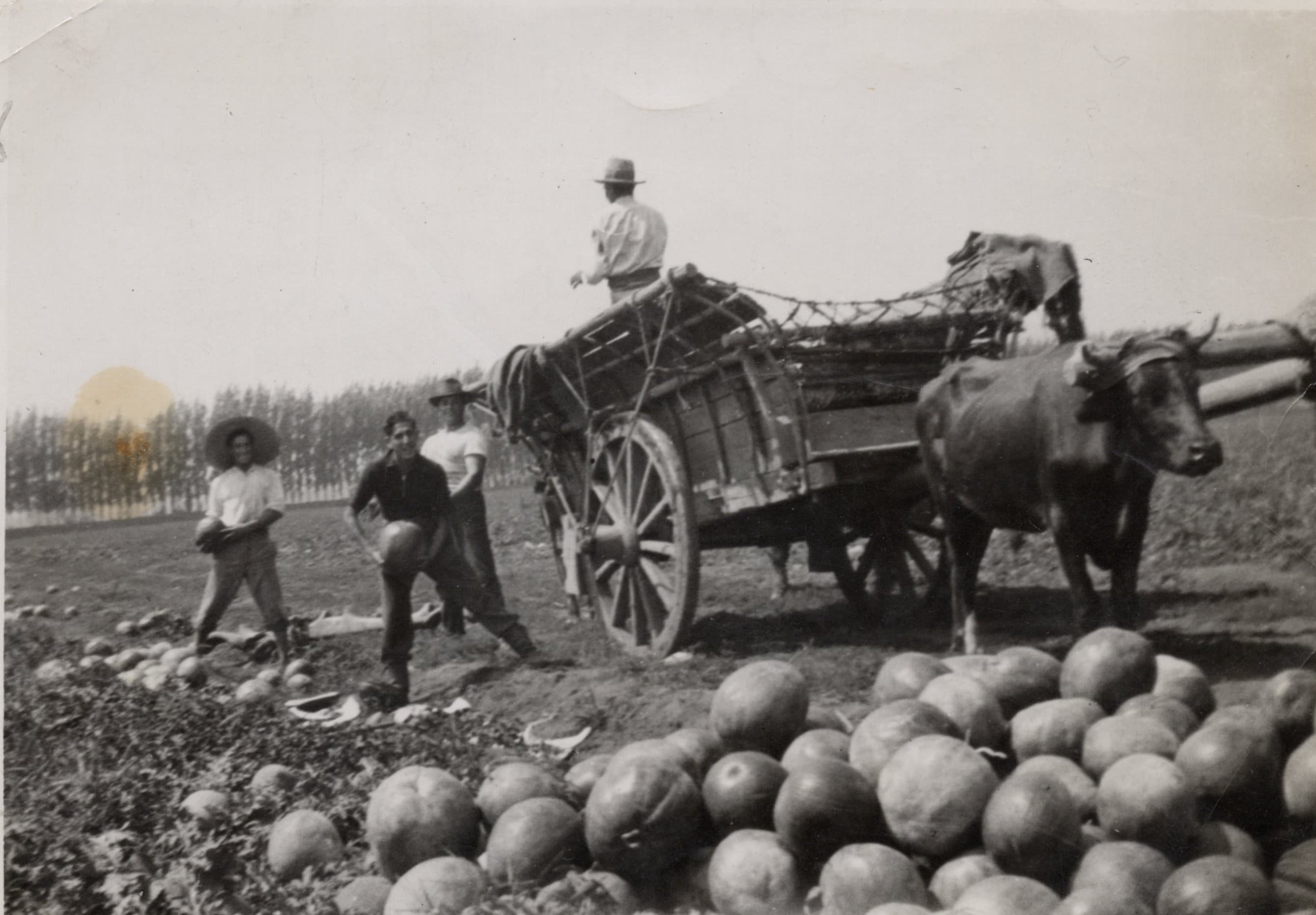 Campesinos recolectando sandías, Las Condes, 1939