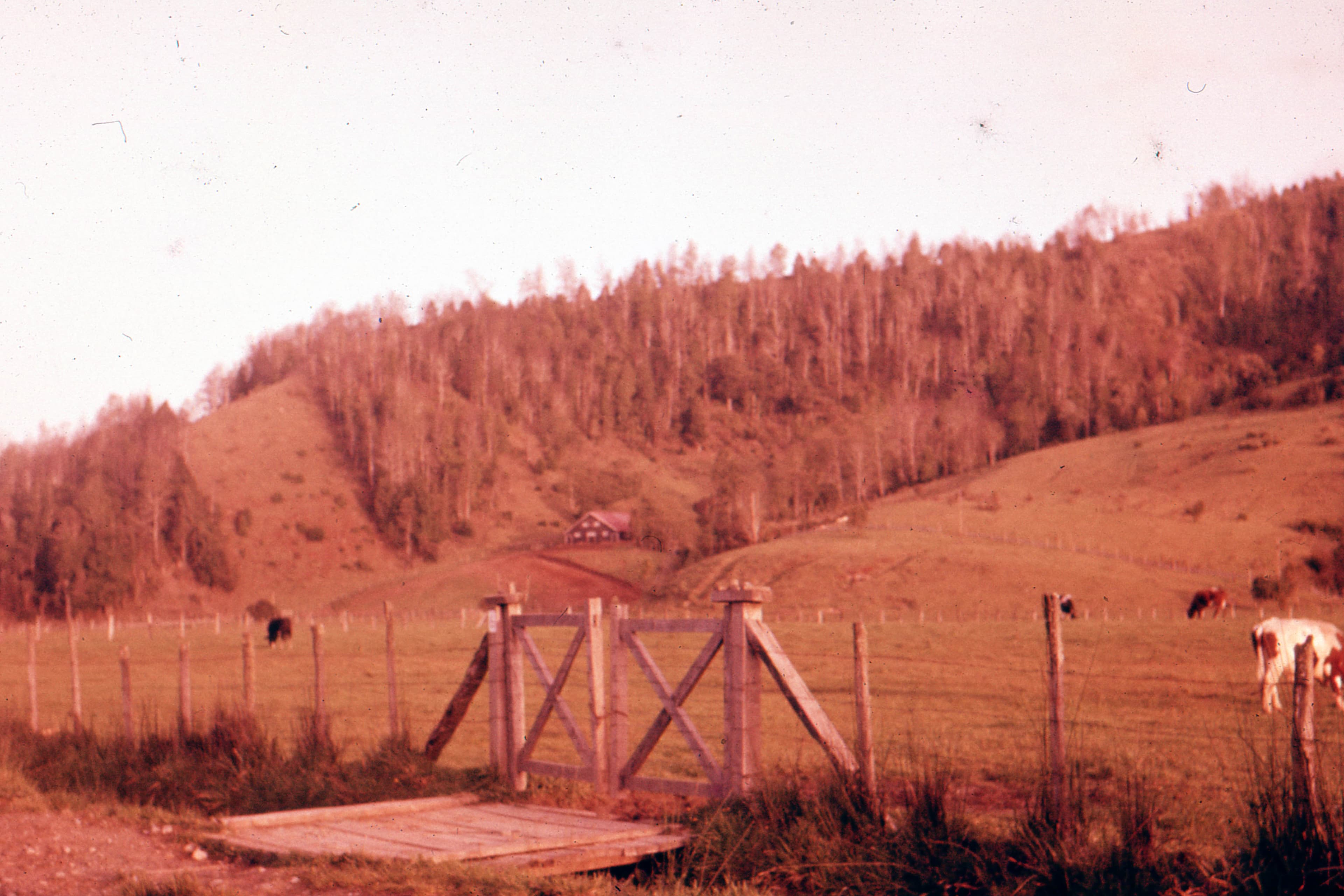 Paisaje en zona rural, 1965
