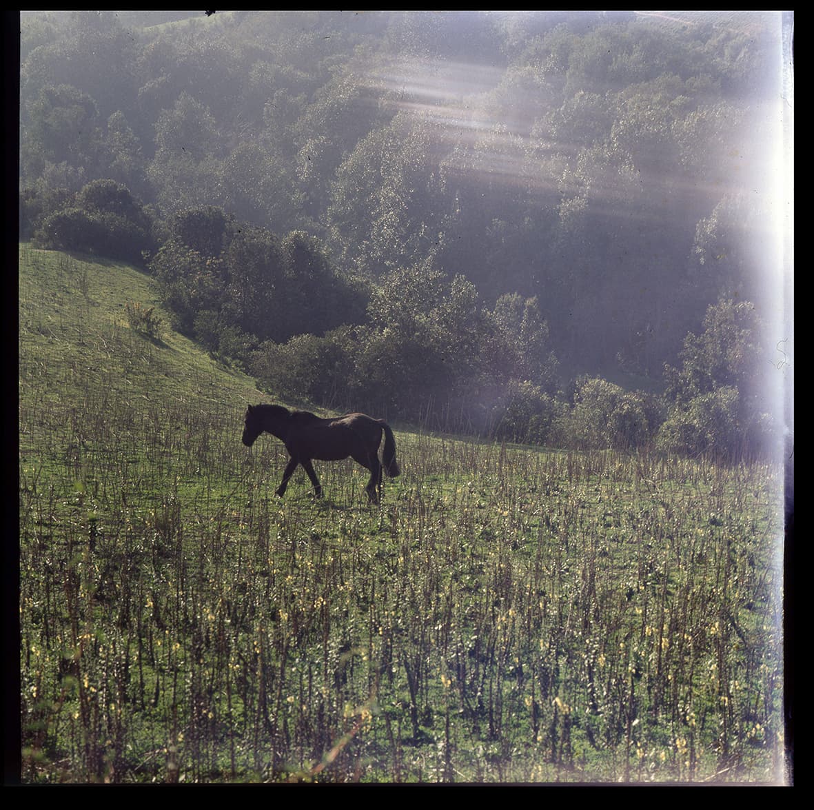 Caballo en prado, Chile, 1950 - 1965