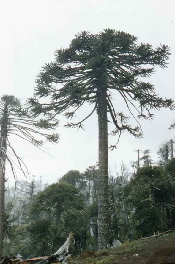Araucaria en Llaima en 1958