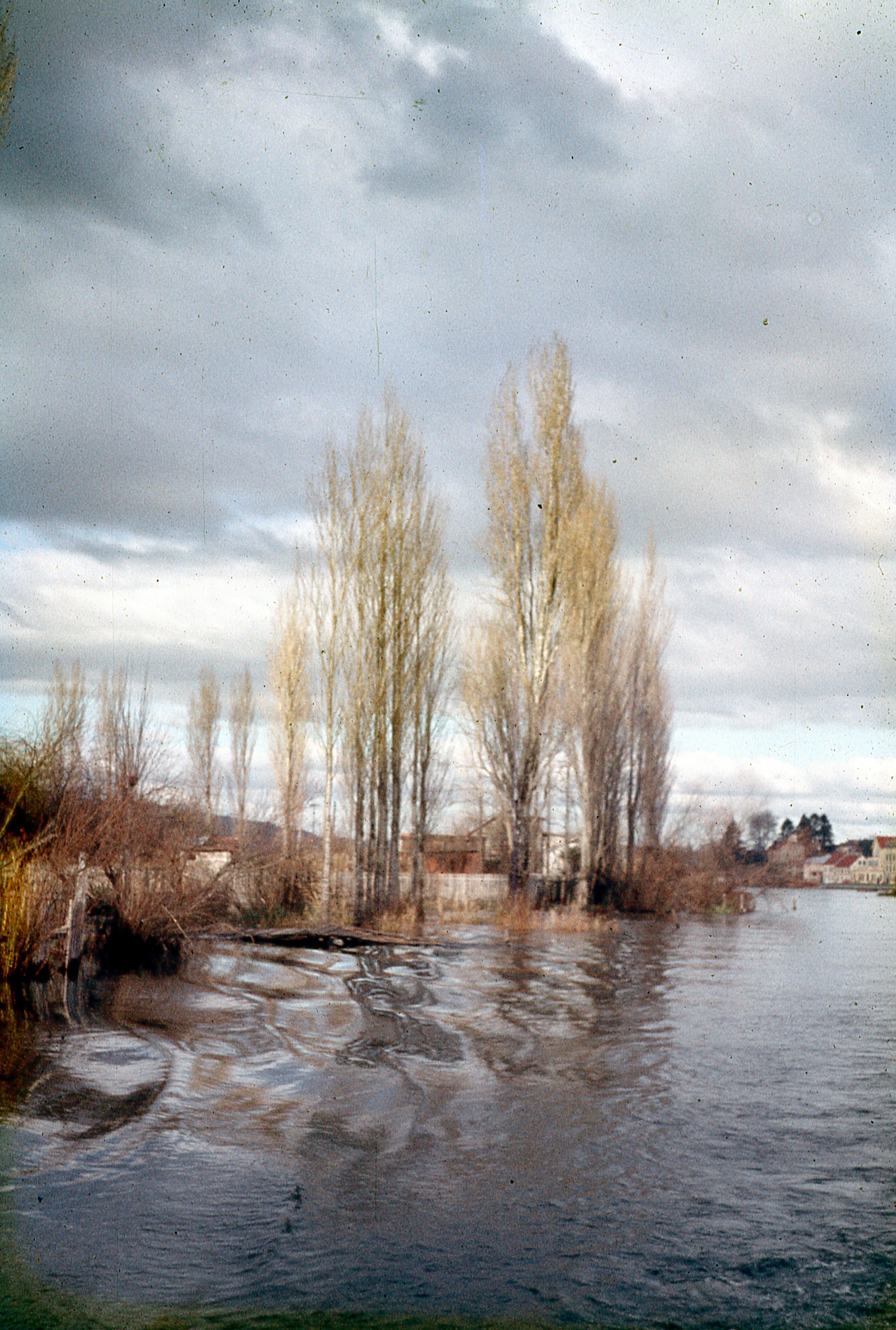 Árboles en Valdivia, 1960