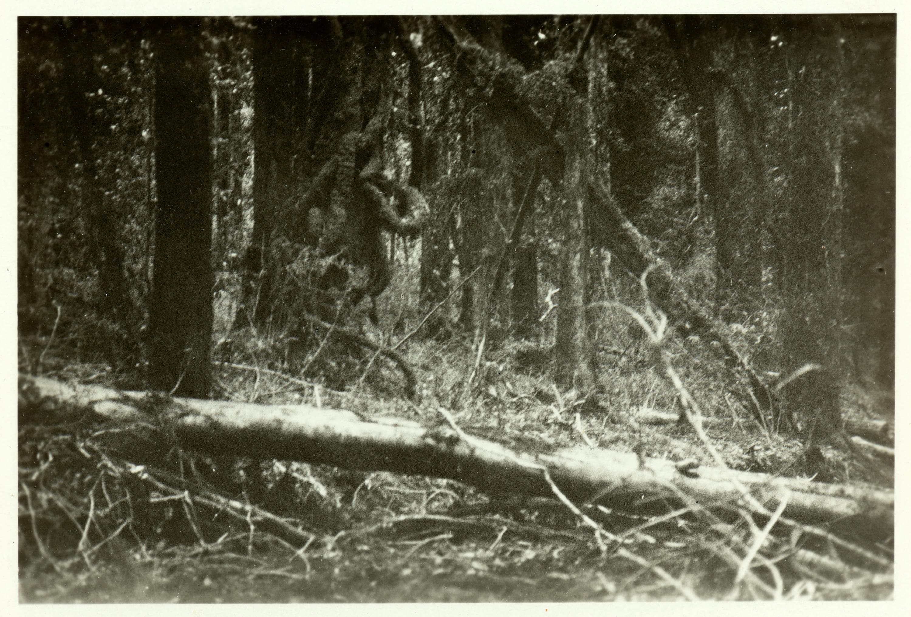 Tala de bosques en Villarrica, 1930