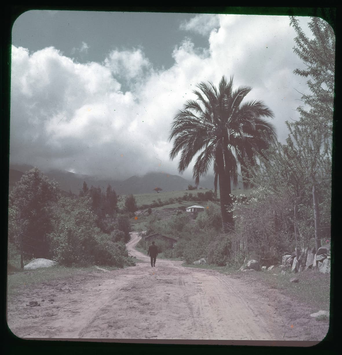 Camino rural con palma chilena, Olmué, Región de Valparaíso, Chile, 1950 - 1965