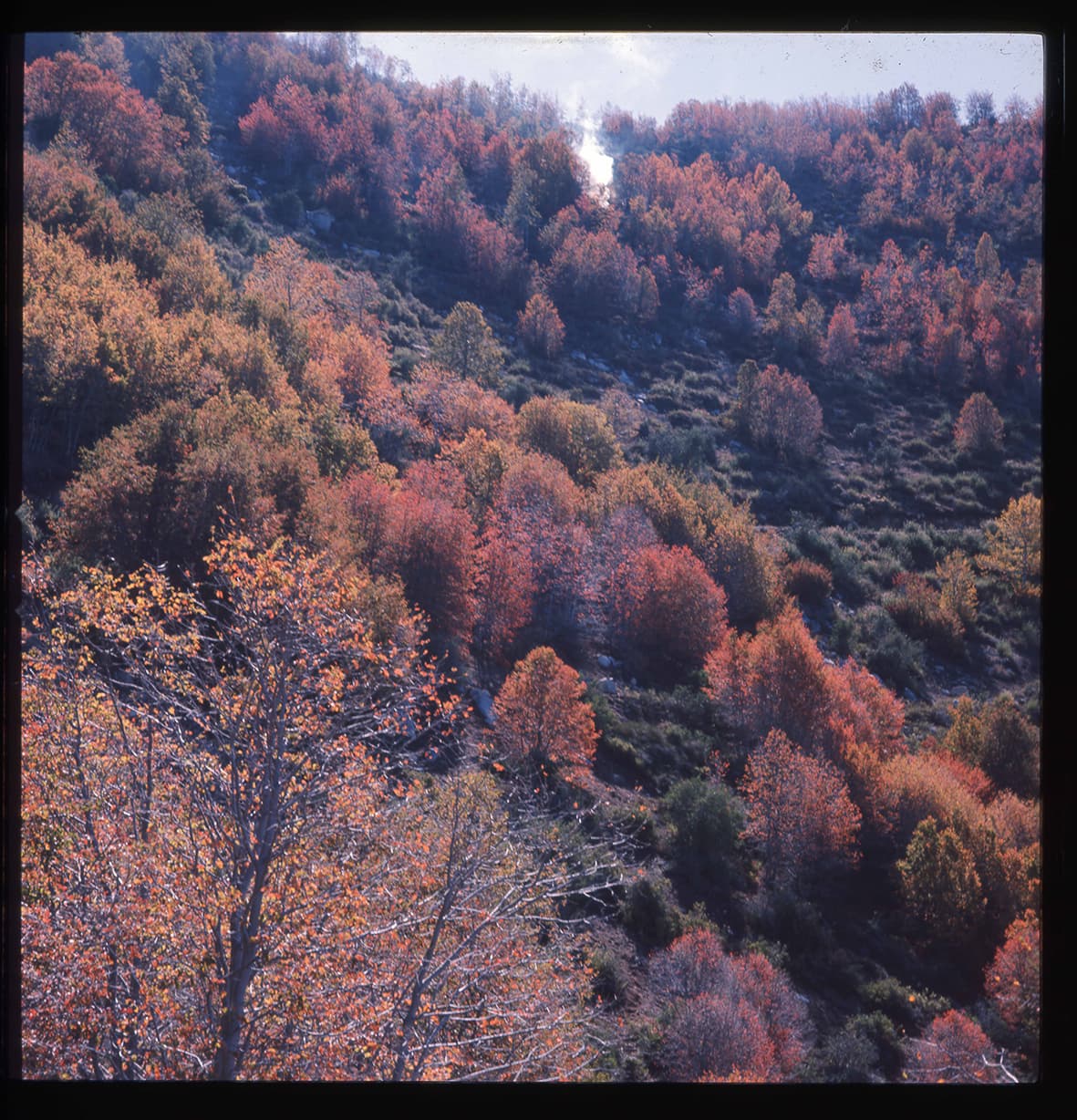Ladera con robles, Olmué, Región de Valparaíso, Chile, 1950 - 1965