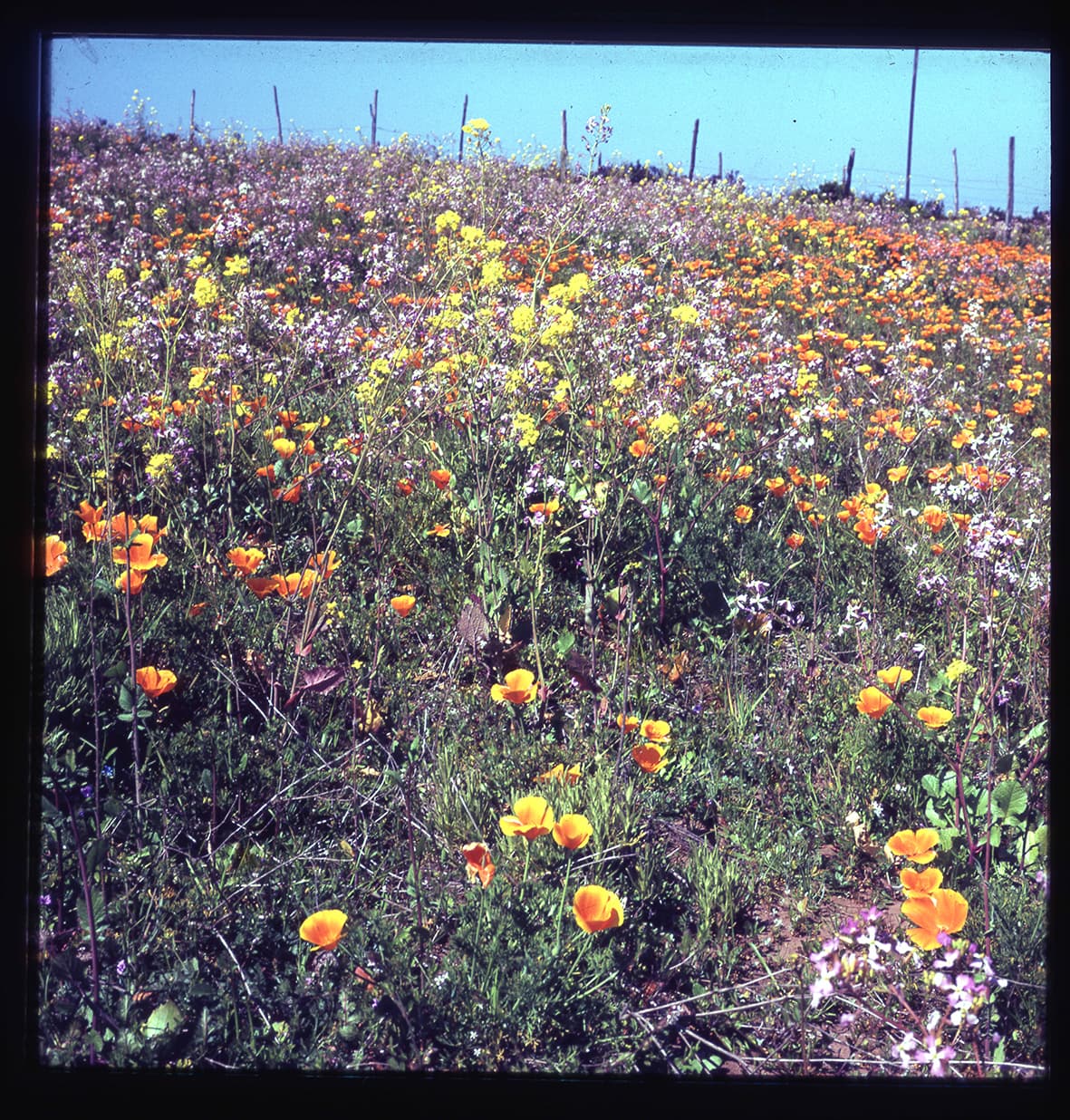 Dedales de oro, Región de Atacama, Chile, 1950 - 1965