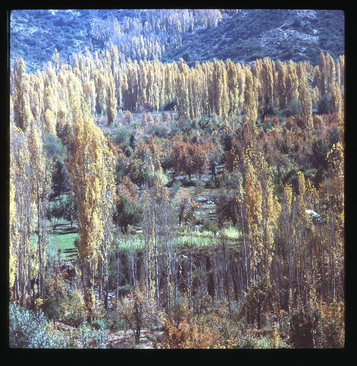 Álamos amarillos, Chile, 1950 - 1965