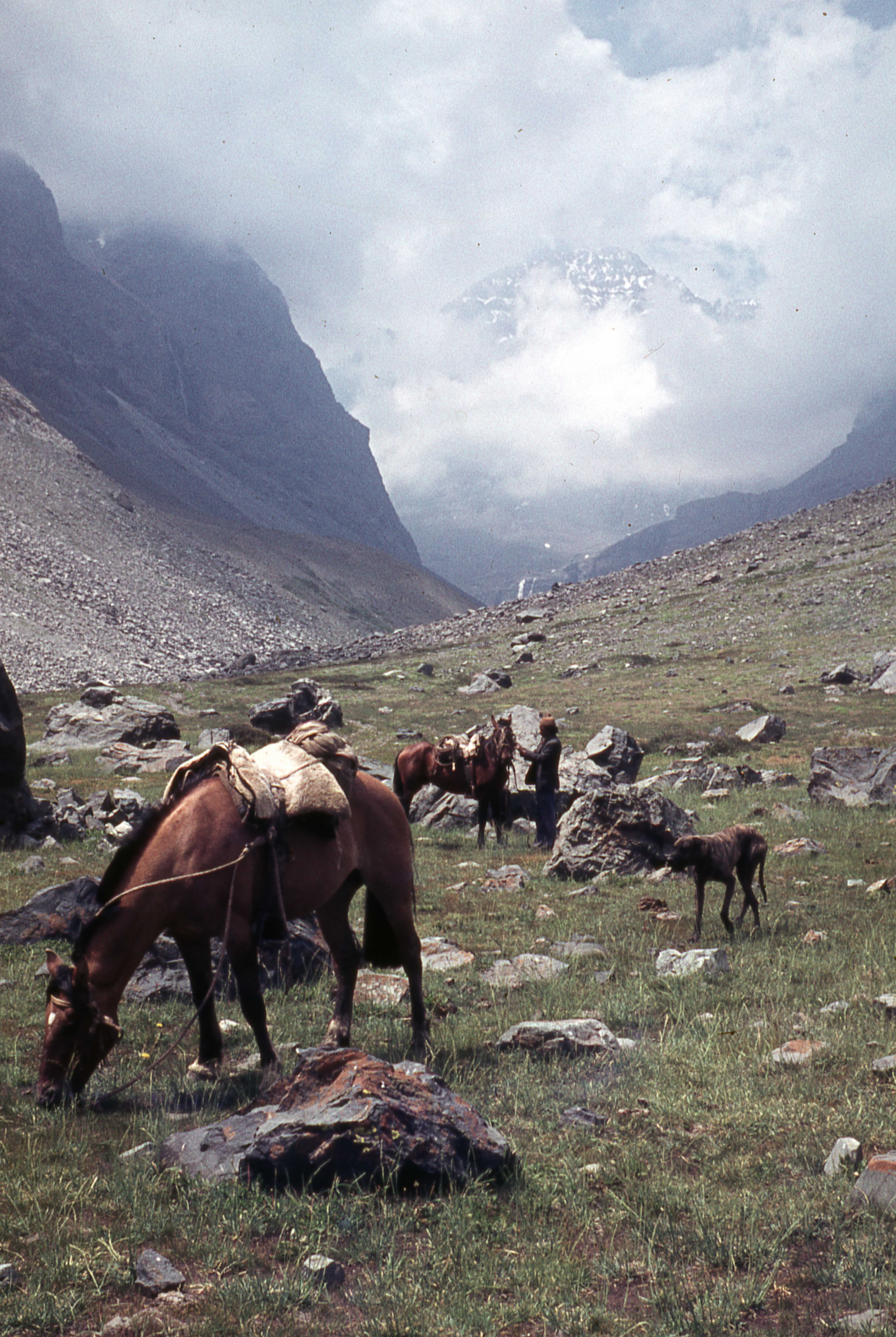 Caballos, Paseo a La Paloma, 1978