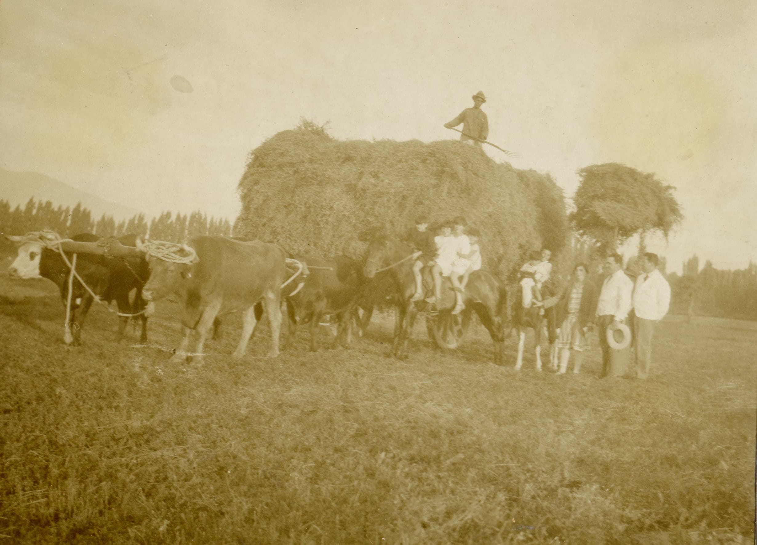 Transporte de heno, valle central, ca. 1920