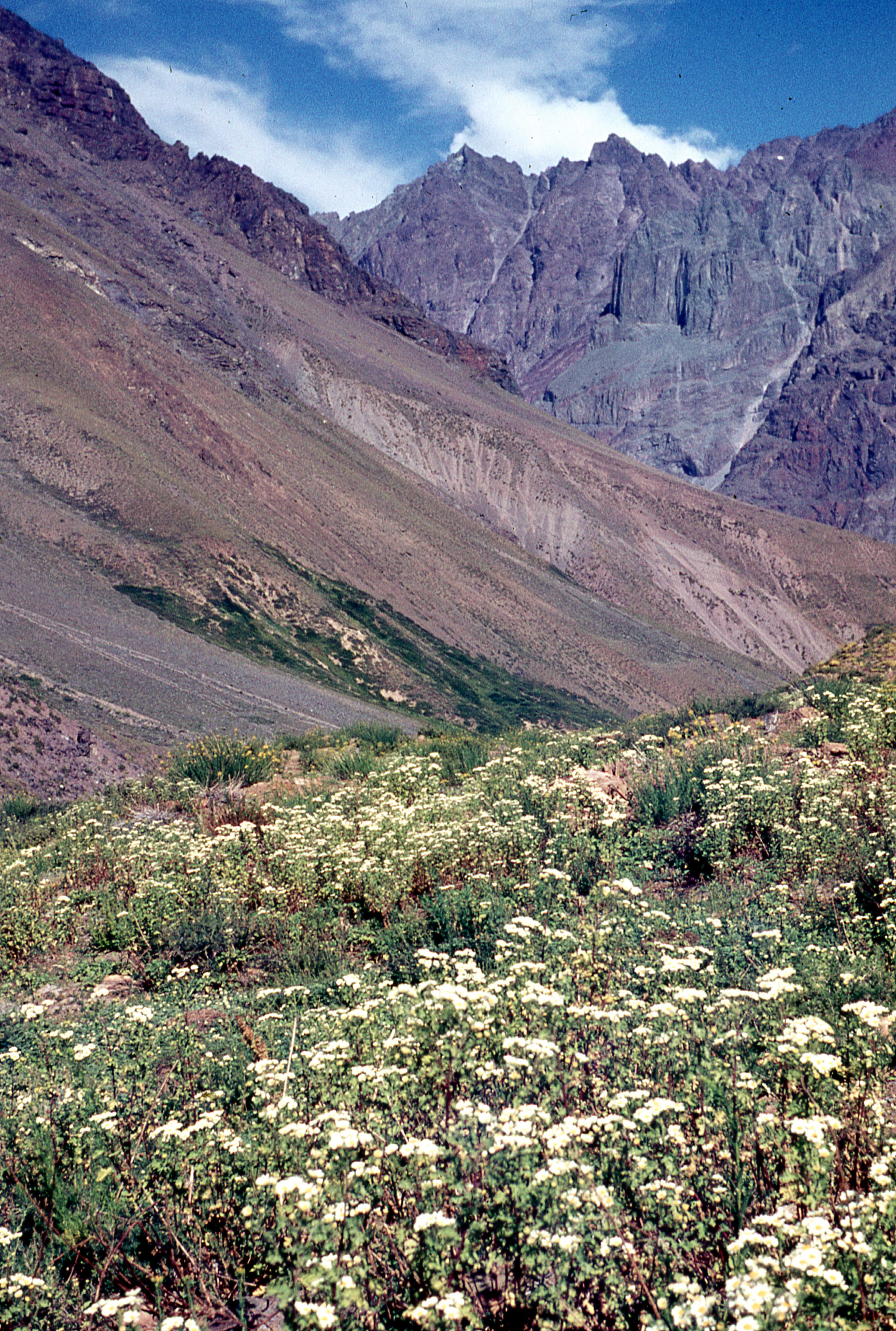 Cerro Panimavida, ca. 1975