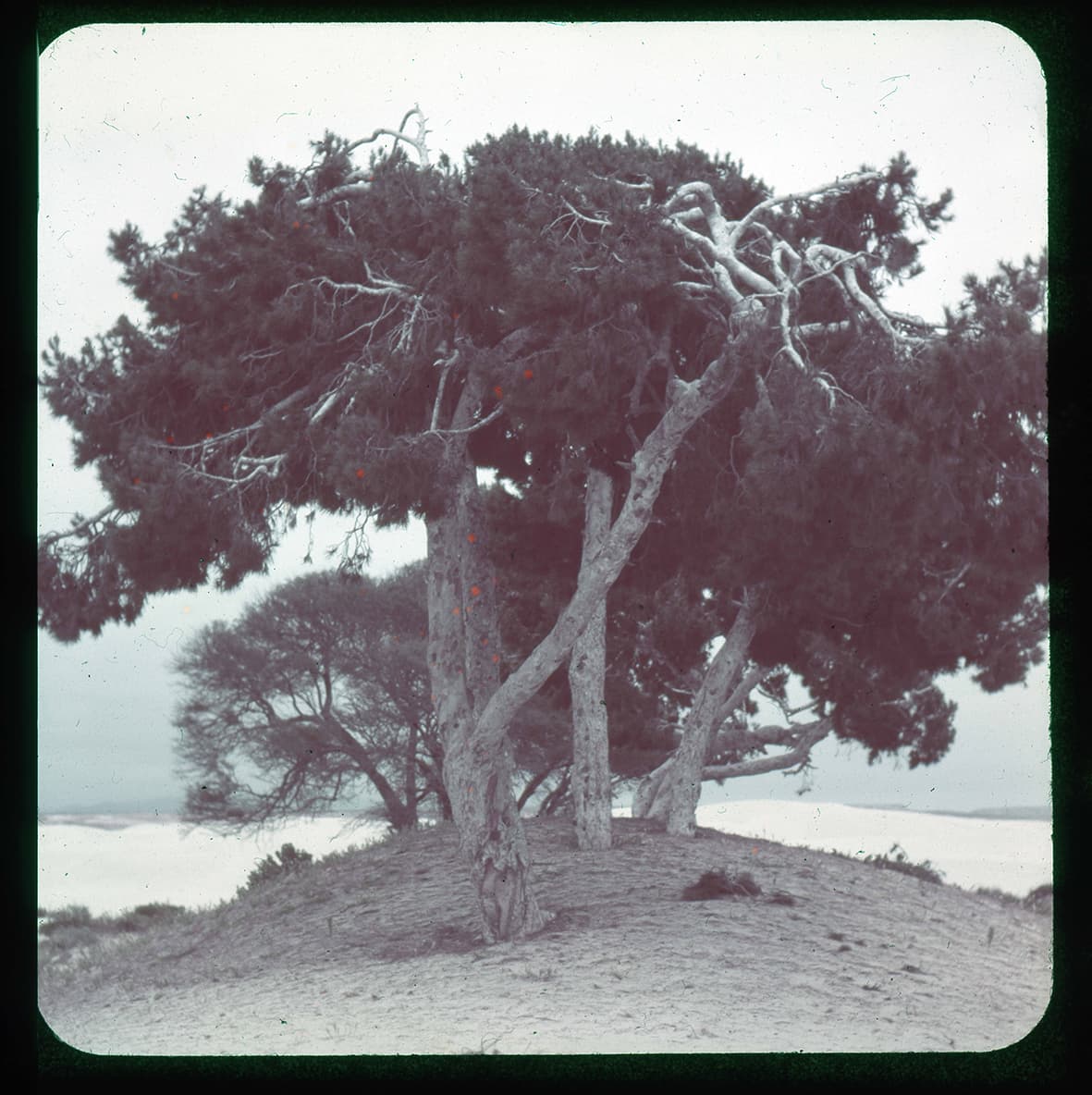 Conjunto de árboles, Región de Atacama, Chile, 1950 - 1965