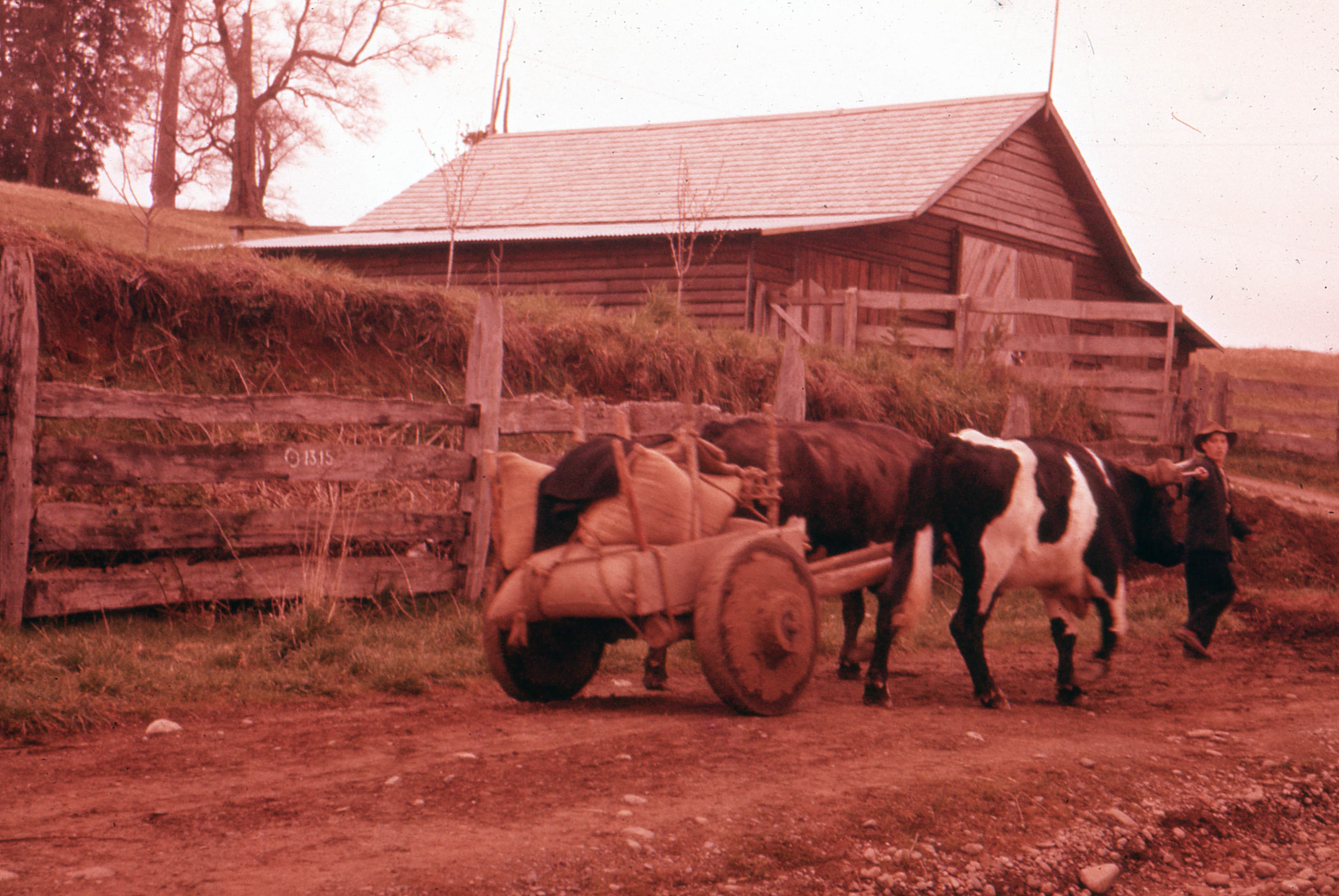 Yunta de bueyes circa. 1965