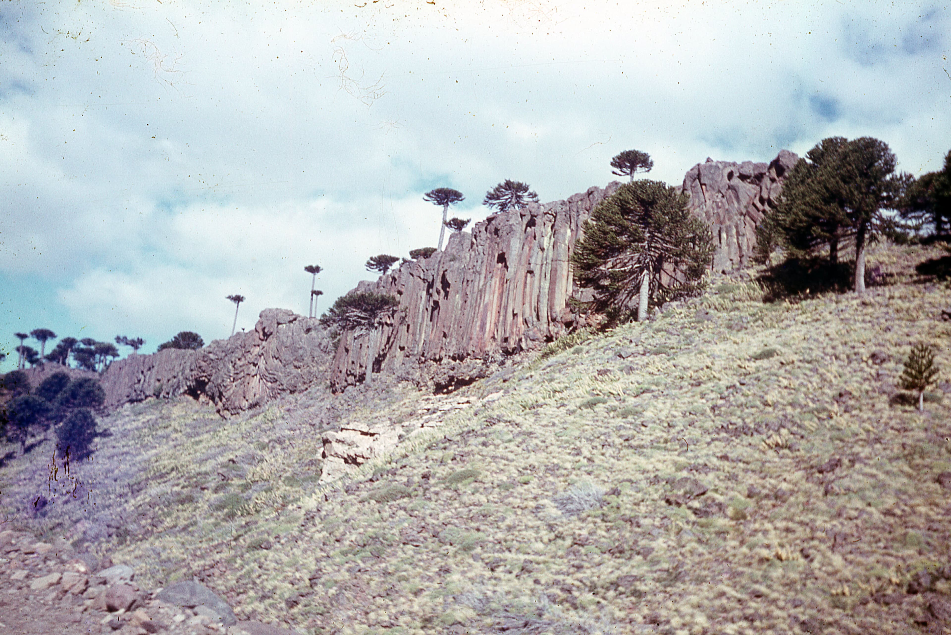 Araucarias en Región de Aysén, ca. 1965