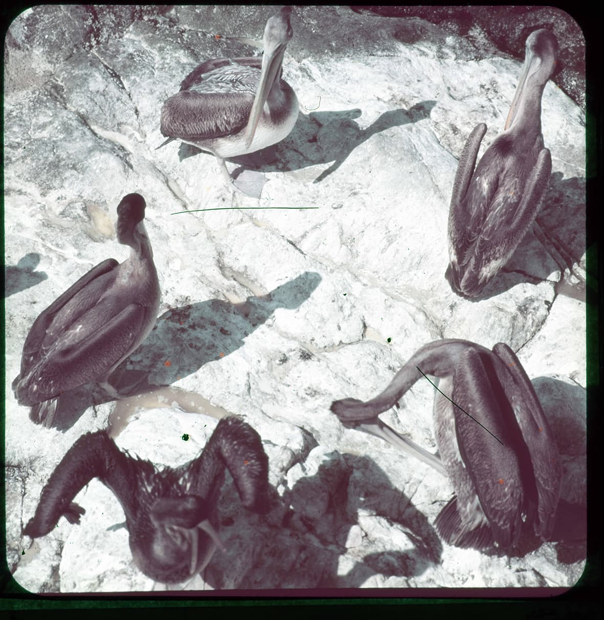 Pelícanos reunidos, Norte Chico de Chile, Chile, 1950 - 1965