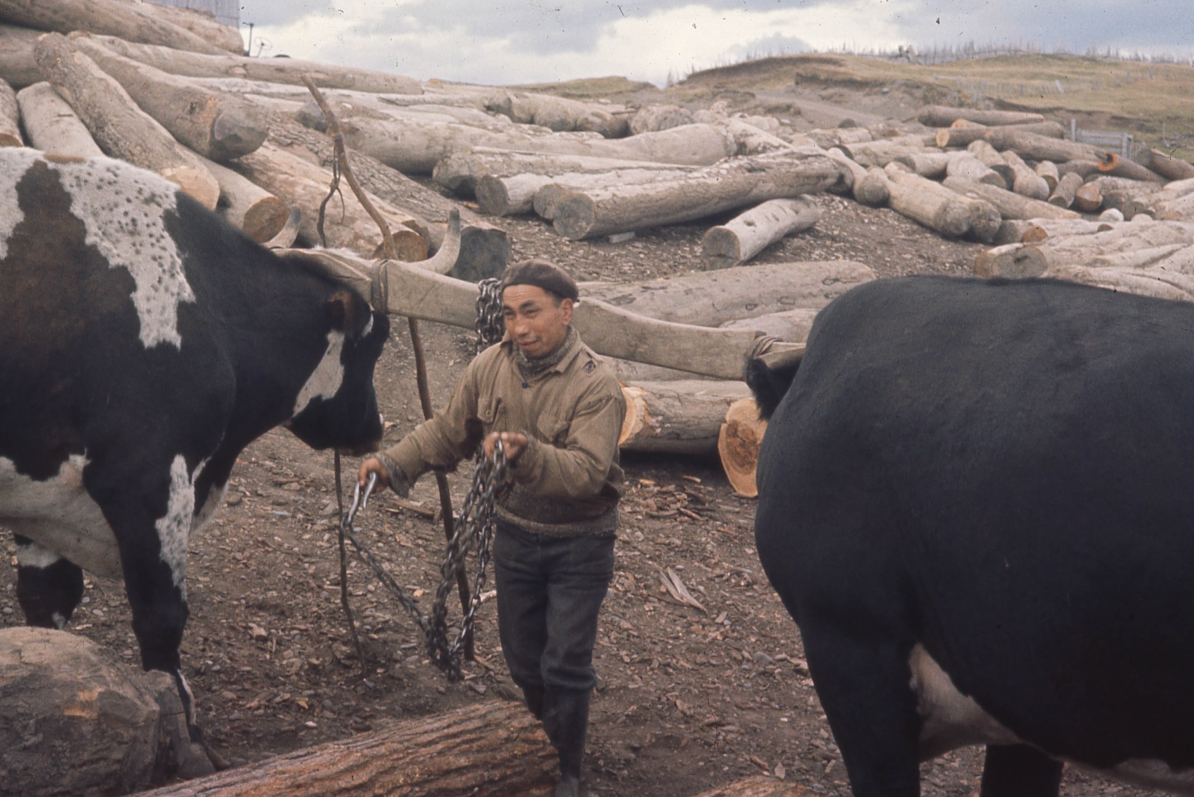 Bueyes en el aserradero ca.1965