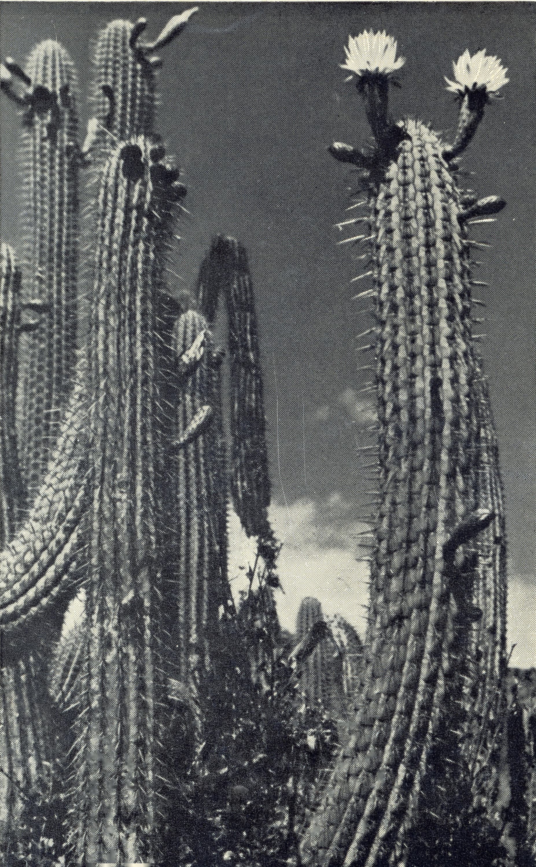Cactus en Flor, ca. 1930