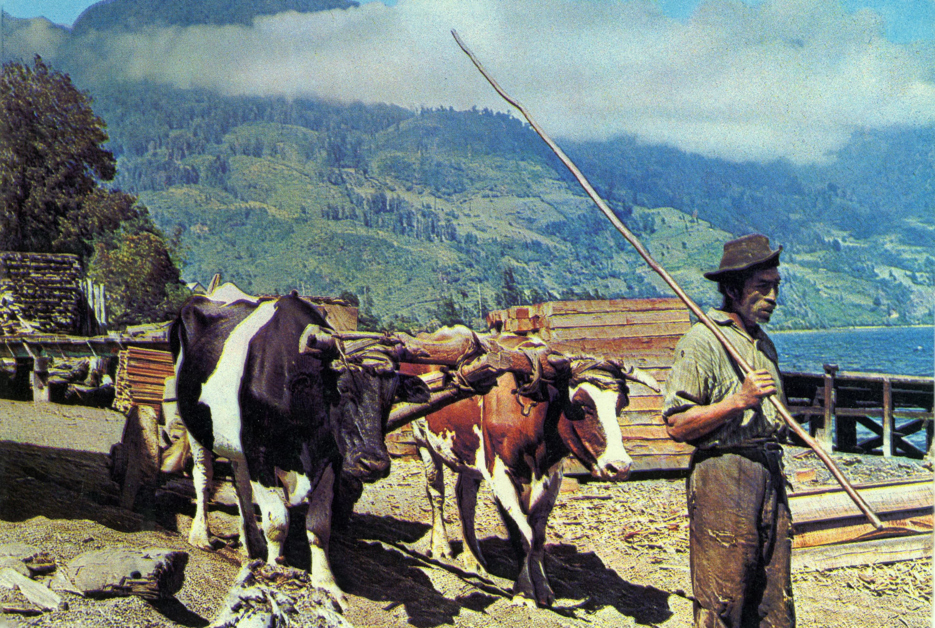 Yunta de Bueyes, Sur de Chile, ca. 1960