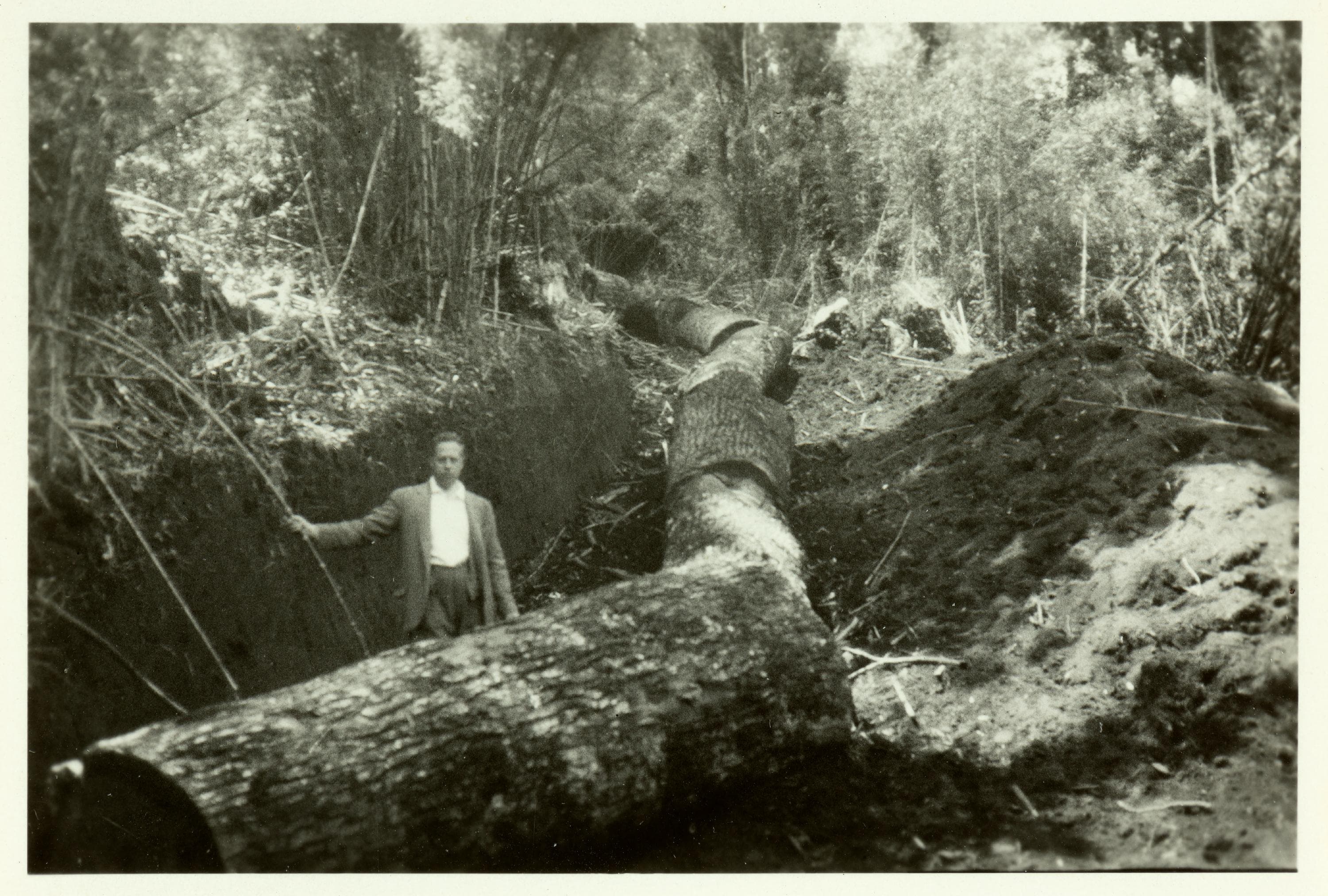 Troncos talados en bosque de Villarrica, 1930