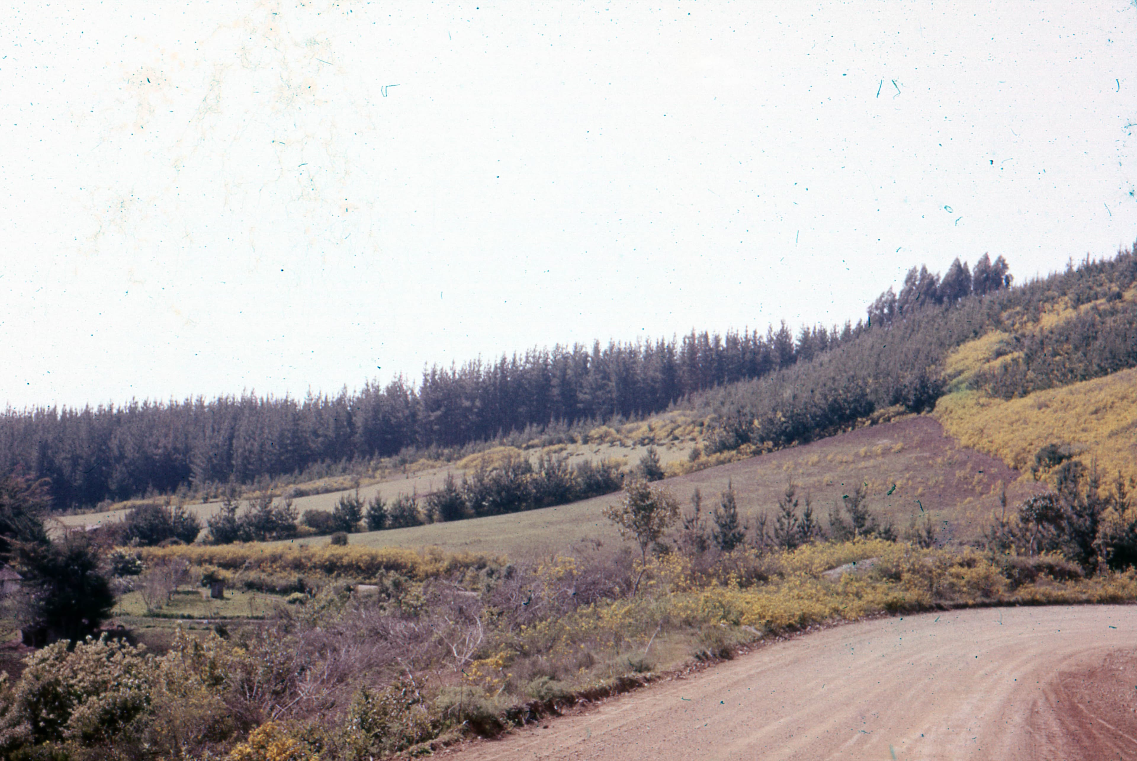 Camino Rural entre Pinos, ca. 1965.