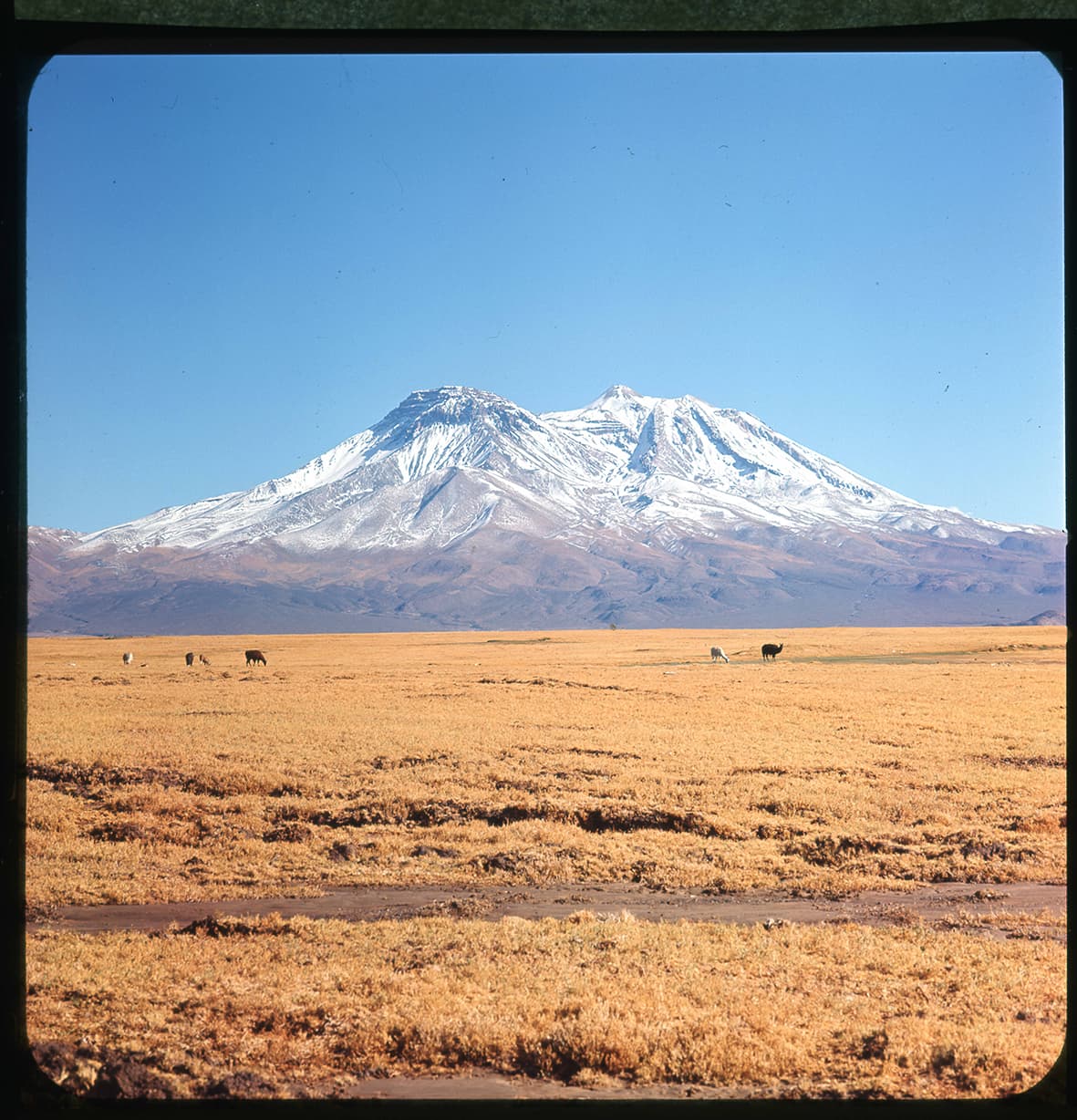 Volcanes Licanbur y Juriques nevados con camélidos pastando, Región de Atacama, Chile, 1950 - 1965