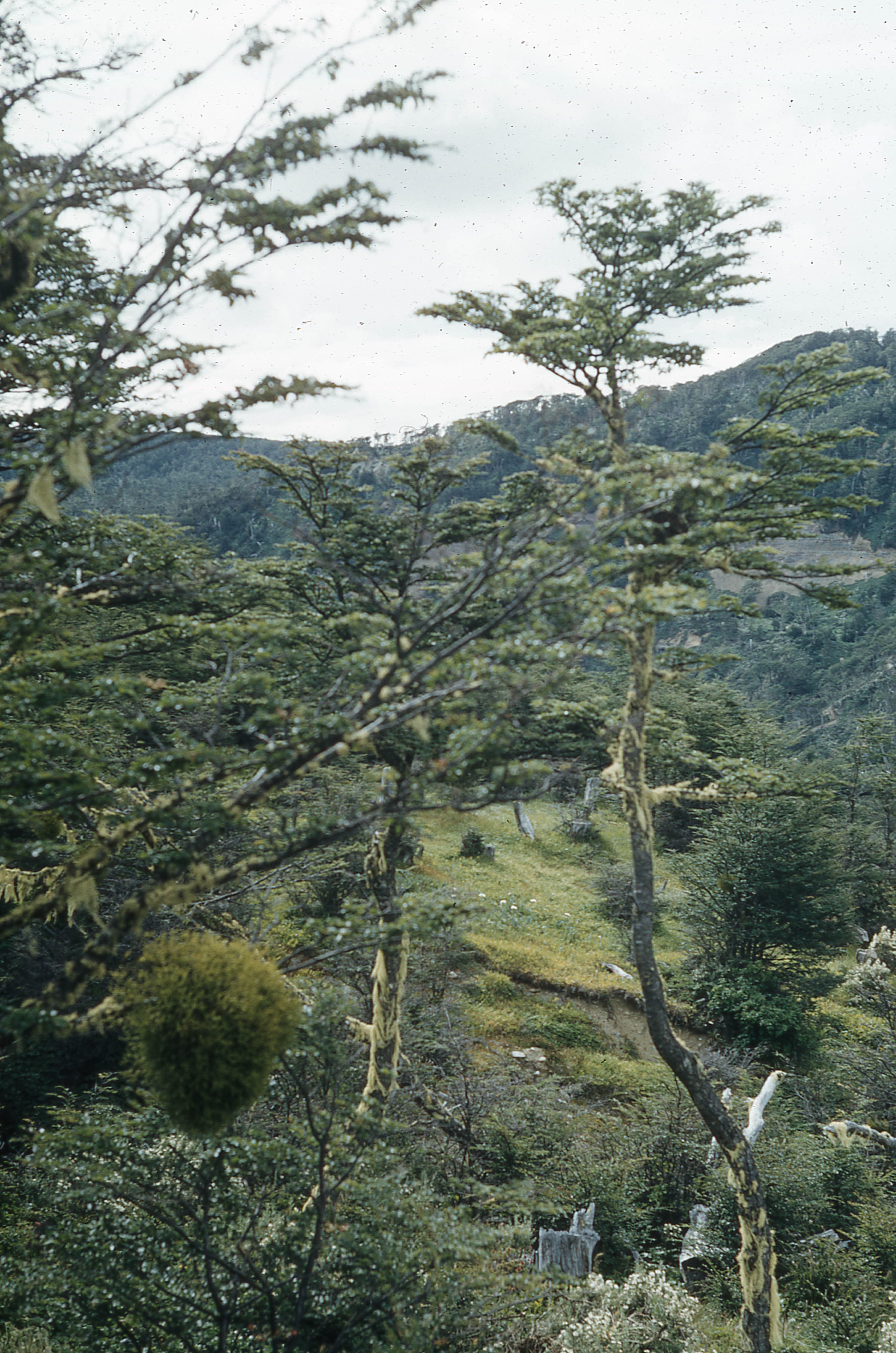 Árbol nativo Lenga en la selva Patagonia, 1962