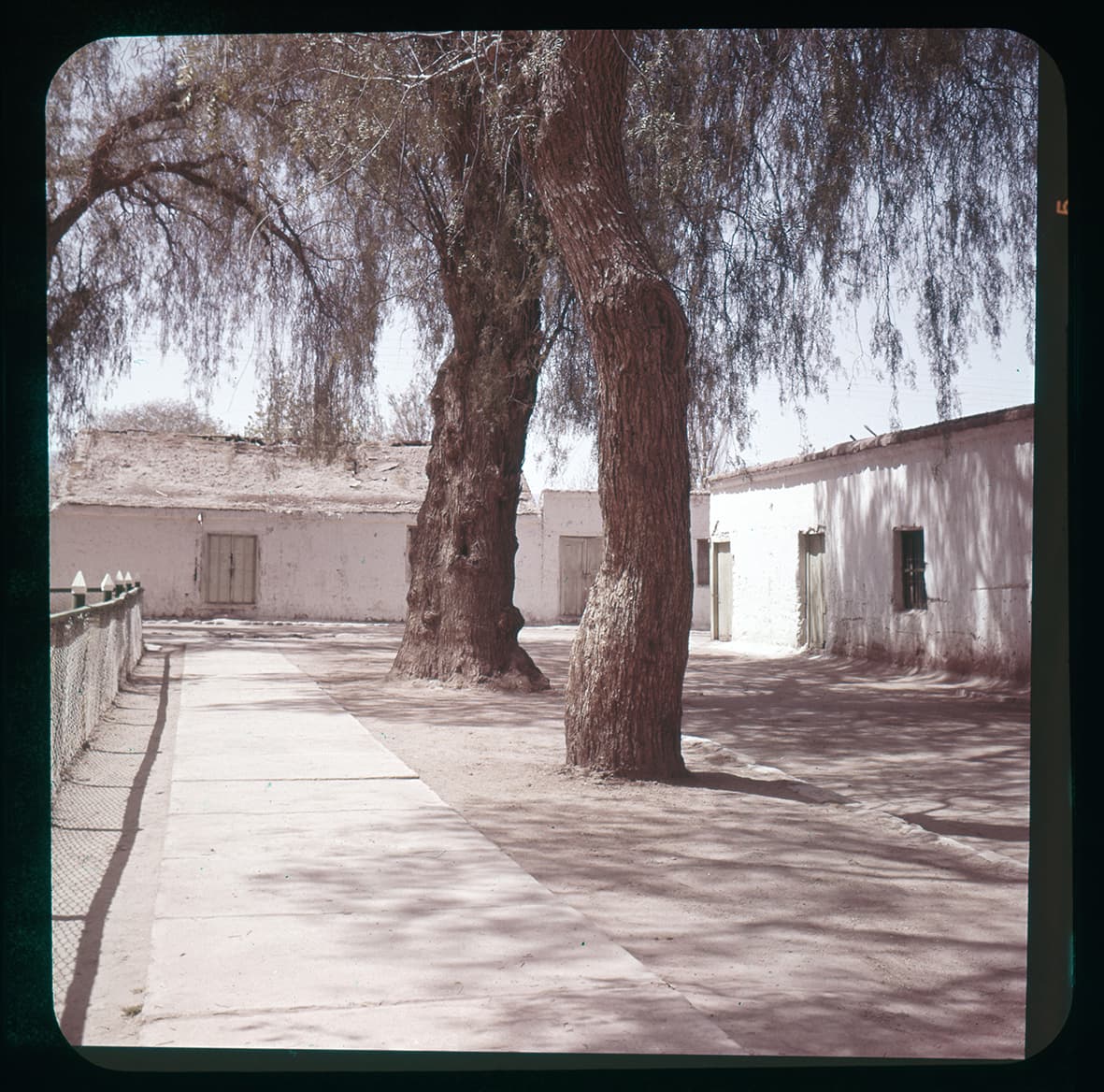 Árboles en calle G. La Paige, iglesia de San Pedro, Región de Atacama, Chile, 1950 - 1965