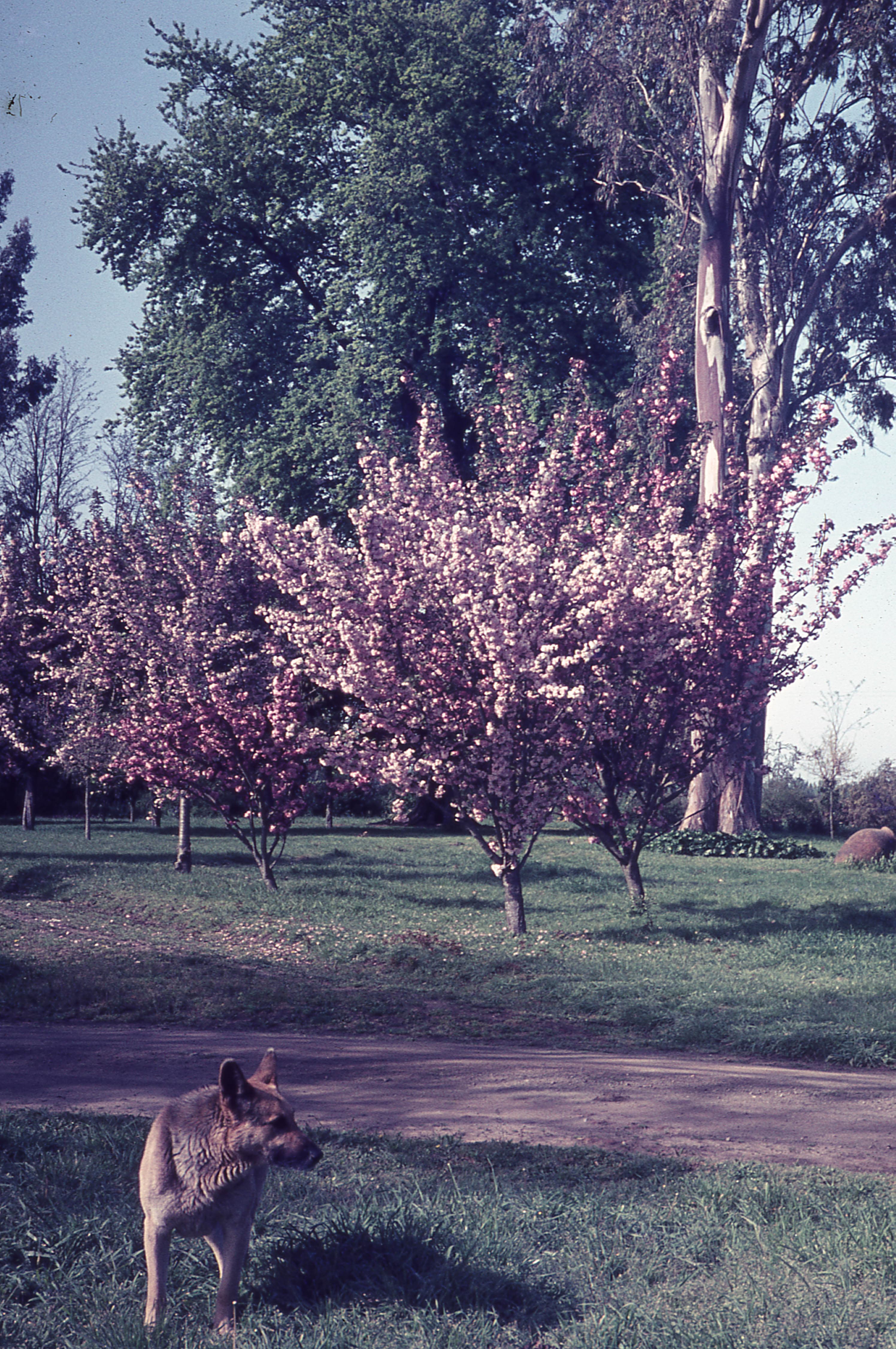 Cerezos en flor, 1965