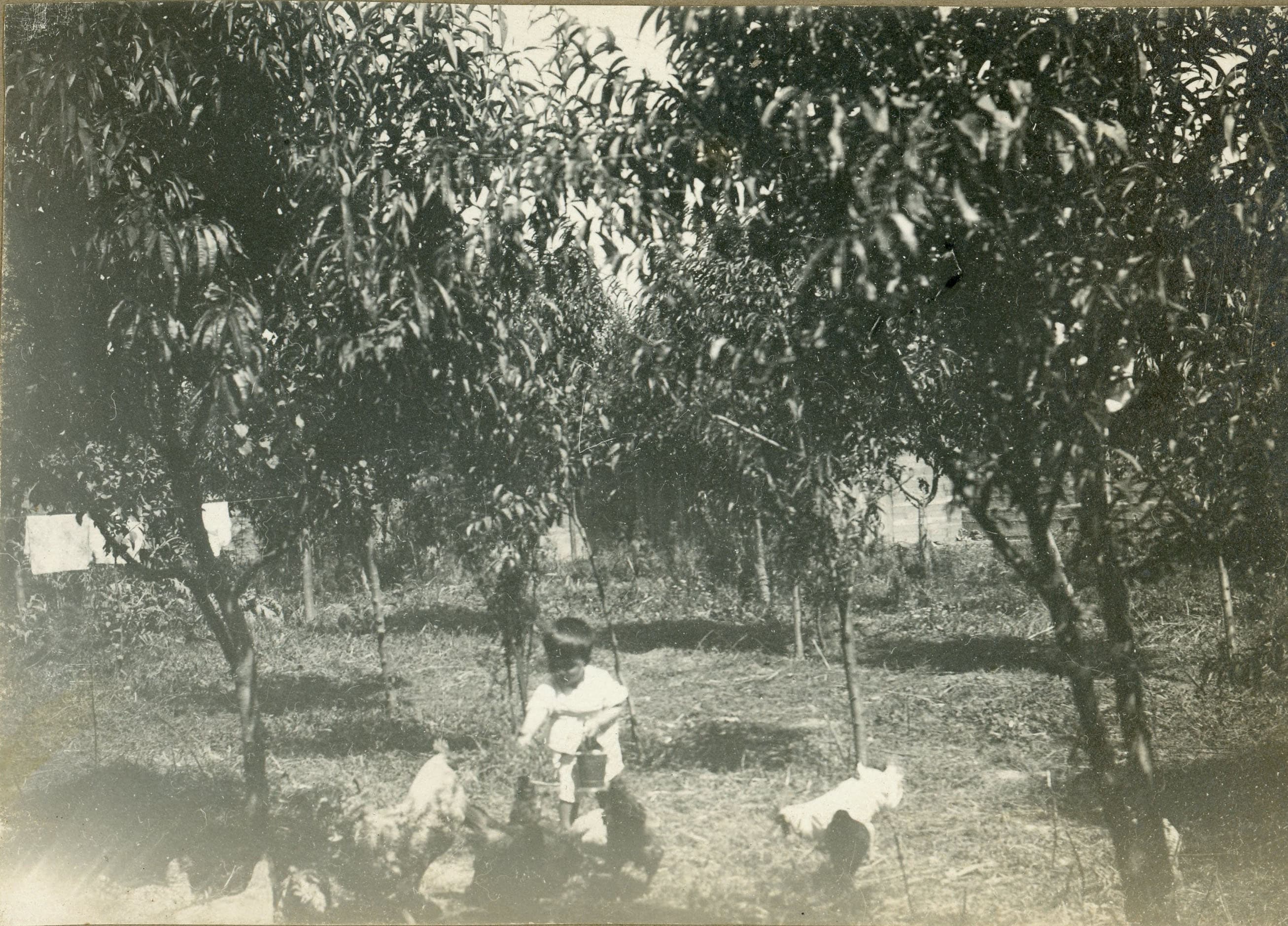 Jardín en casa ubicada en Miguel Claro 584, Providencia, Enero 1919