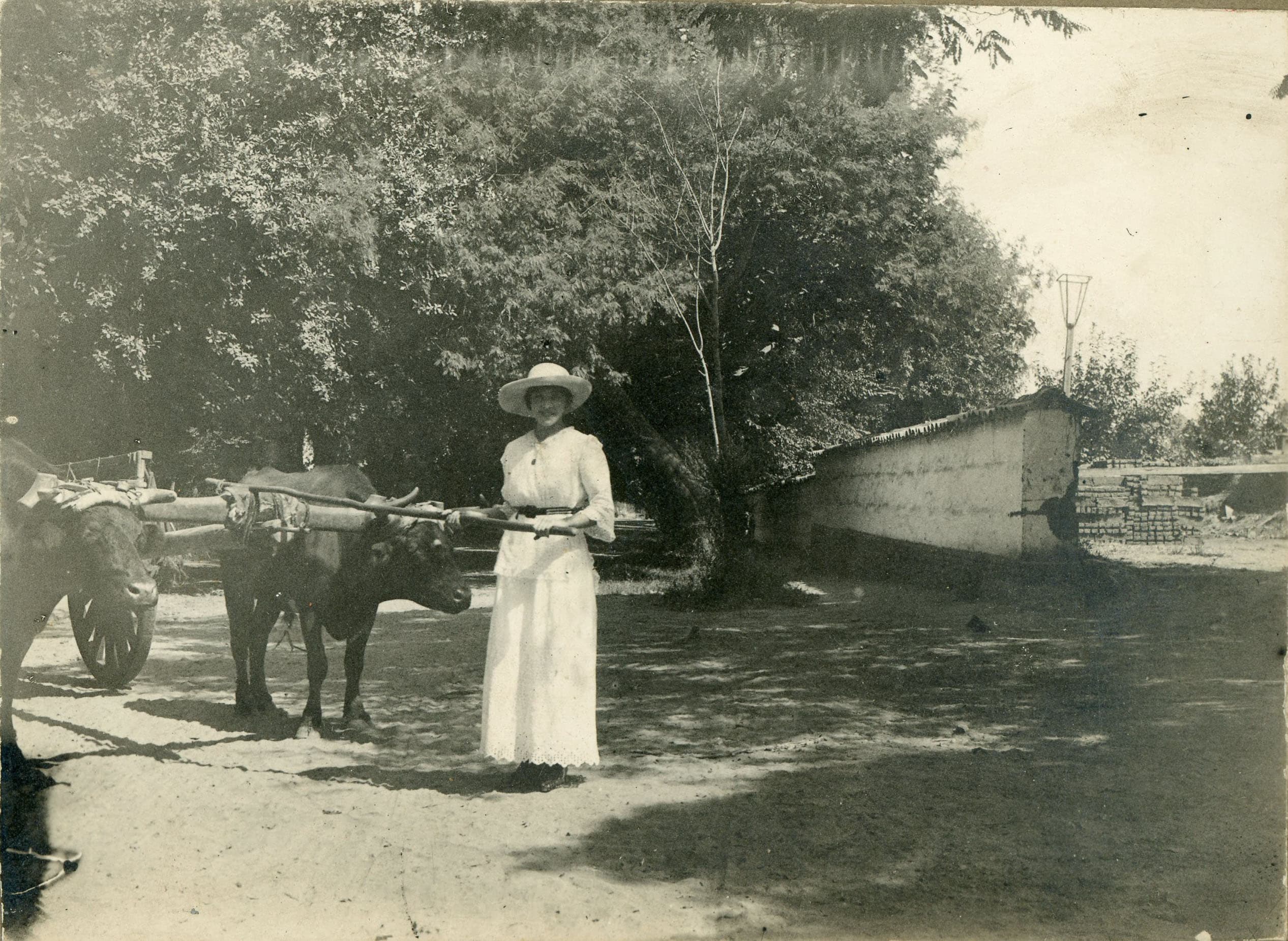 Mujer y Yunta de Bueyes, Febrero de 1913