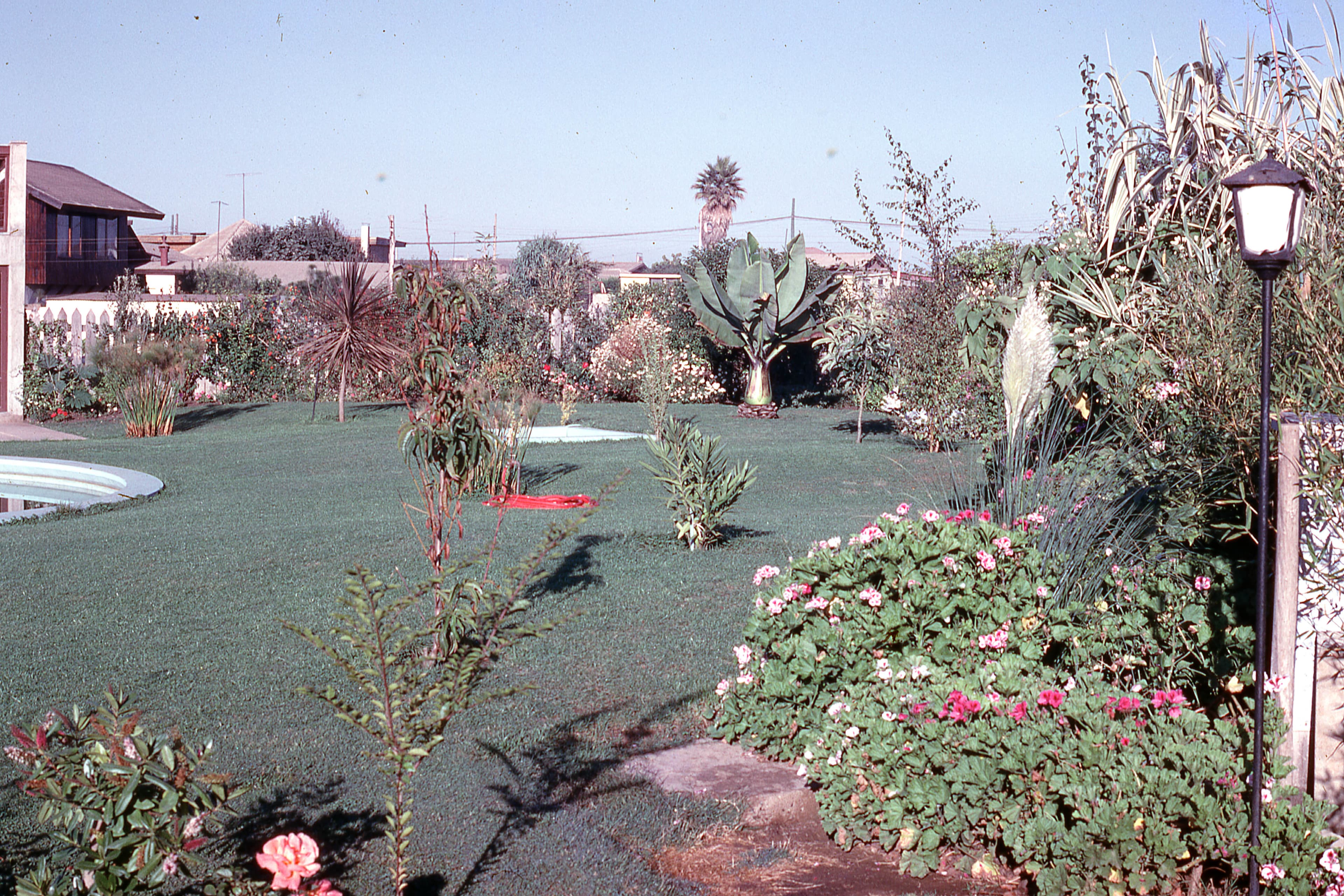 Jardín residencial con plantas tropicales y piscina, 1975