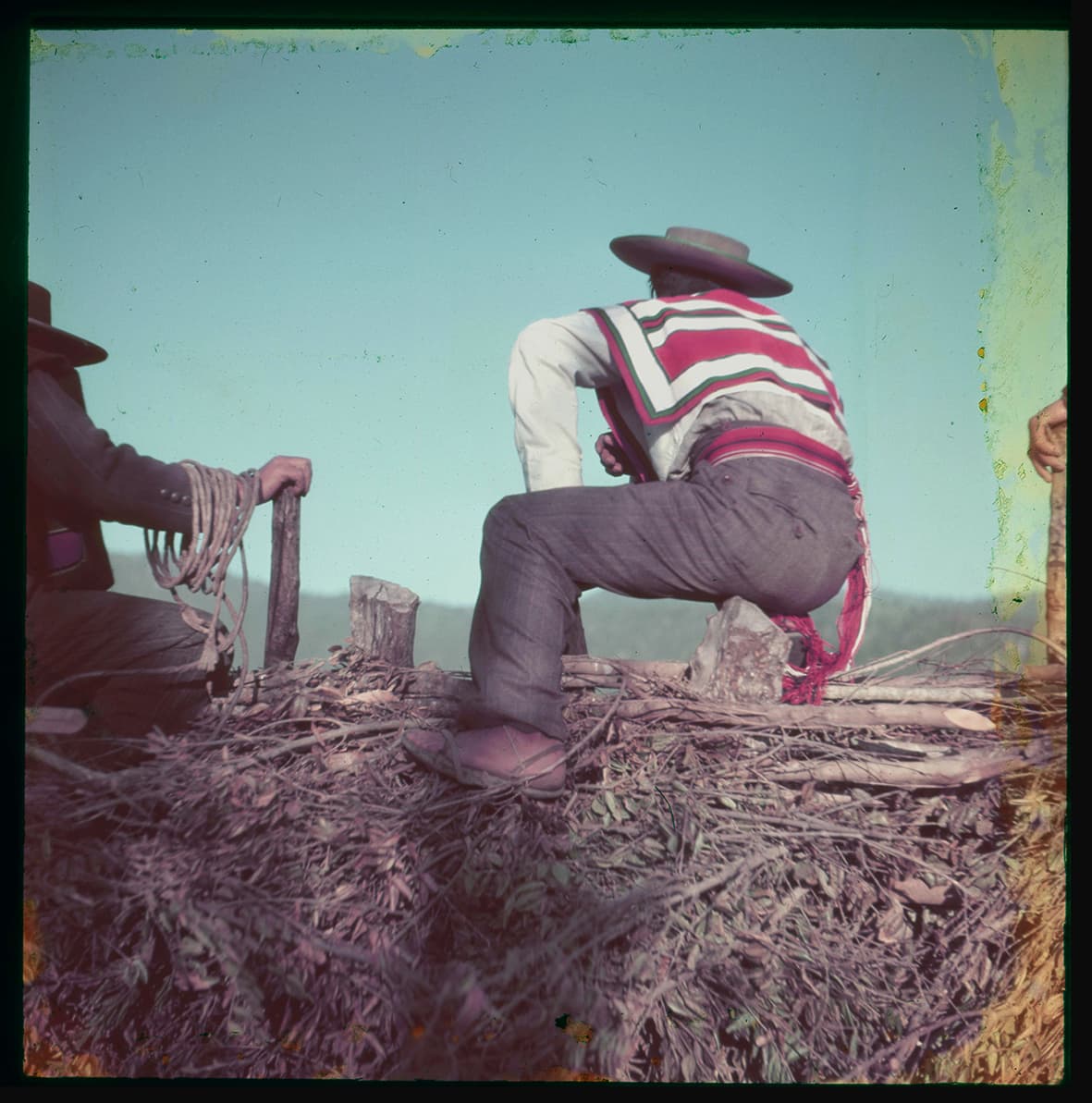 Campesinos sobre ramas, Chile, 1950 - 1965